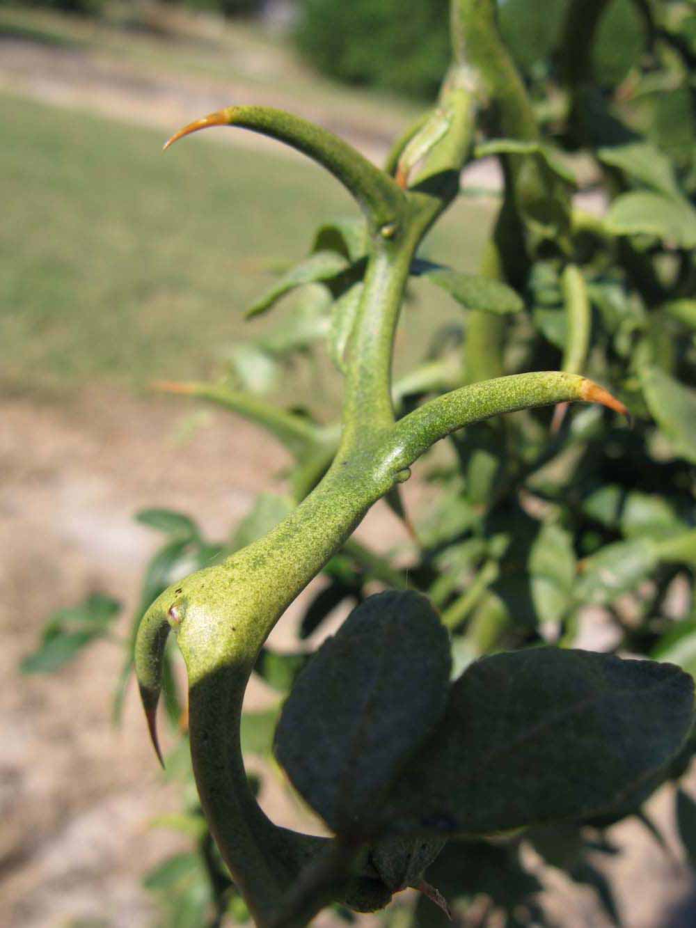            First year twig (Winter Haven, FL)   